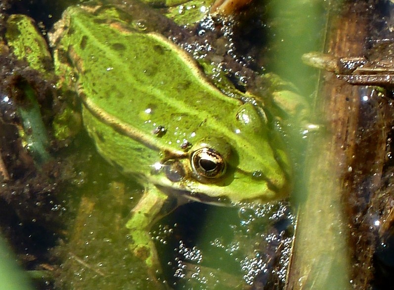 Due esemplari da determinare - Pelophylax sp. (prov. Milano)